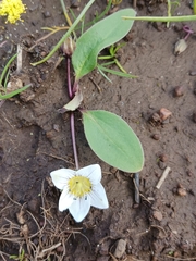 Hesperochiron pumilus