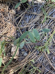 Lathyrus pauciflorus