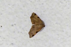 Achrosis rondelaria