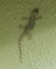 Hemidactylus turcicus