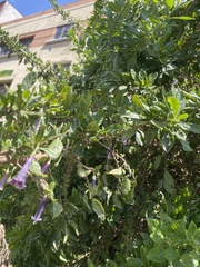 Dunalia brachyacantha