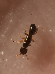 Pseudidarnes minerva