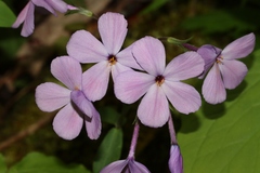 Phlox stolonifera