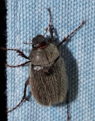 Phyllophaga crenulata