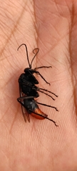 Tachypompilus analis