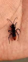Tachypompilus analis