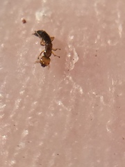 Pseudidarnes minerva