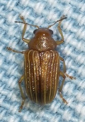 Colaspis brunnea