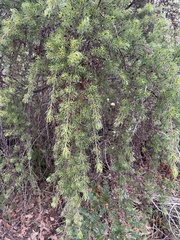 Pultenaea mollis
