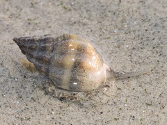 Nassarius jacksonianus