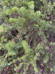Pultenaea mollis