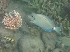 Acanthurus tractus