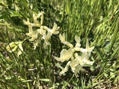 Astragalus beckwithii