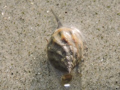 Nassarius jacksonianus