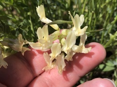 Astragalus beckwithii