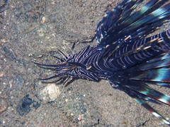 Pterois volitans