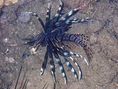 Pterois volitans