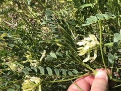 Astragalus beckwithii