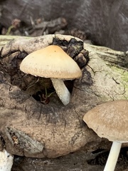 Candolleomyces candolleanus