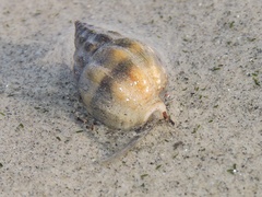 Nassarius jacksonianus