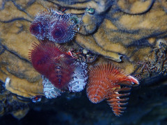 Spirobranchus giganteus