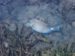 Acanthurus tractus