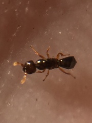 Pseudidarnes minerva