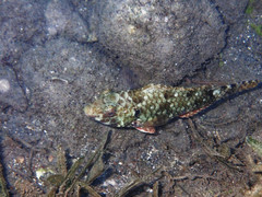 Sparisoma rubripinne