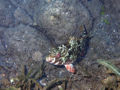 Sparisoma rubripinne
