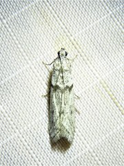 Myelopsis alatella