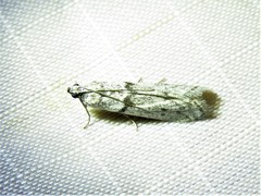 Myelopsis alatella