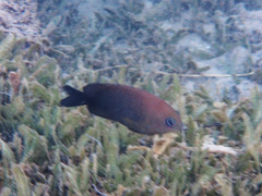 Stegastes