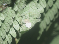 Scytodes pallida