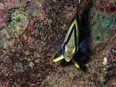 Chaetodon striatus