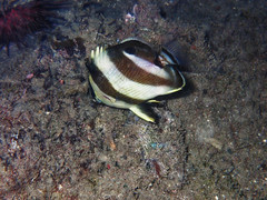 Chaetodon striatus