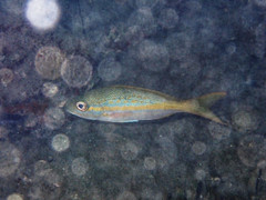 Ocyurus chrysurus
