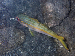 Mulloidichthys martinicus