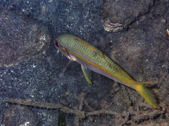 Mulloidichthys martinicus