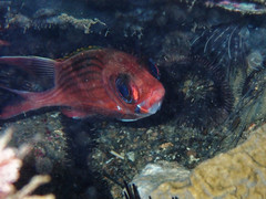 Holocentrus adscensionis