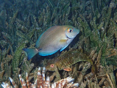 Acanthurus tractus