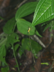 Pericnemis stictica