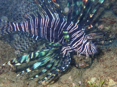 Pterois volitans