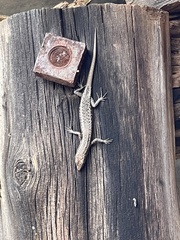 Cryptoblepharus pannosus