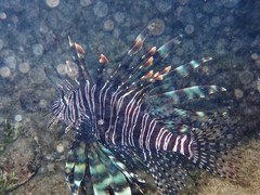 Pterois volitans