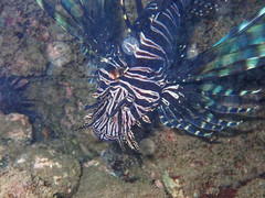 Pterois volitans