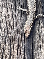 Cryptoblepharus pannosus