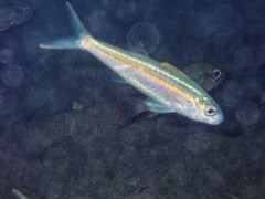 Haemulidae