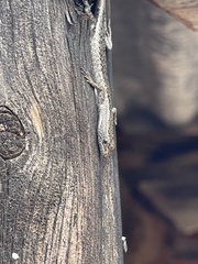 Cryptoblepharus pannosus