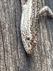 Cryptoblepharus pannosus