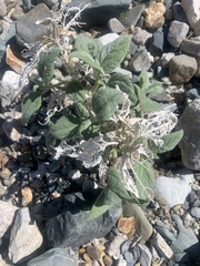 Bahiopsis reticulata